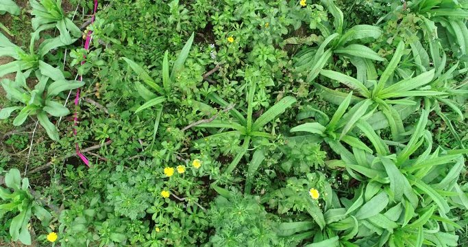 Aerial view of green vegetable garden  
