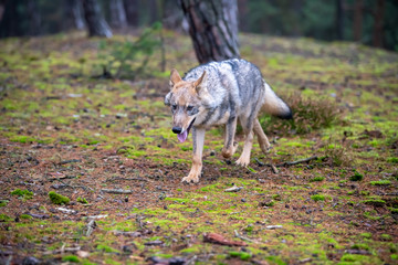Lone wolf running in autumn forest Czech Republic