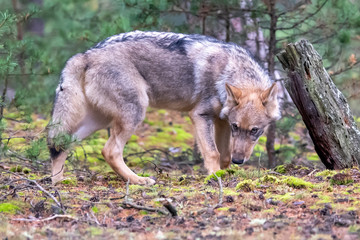 Lone wolf running in autumn forest Czech Republic