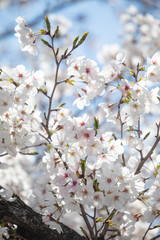 Obraz premium さくら37