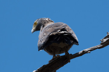 crested serpent eagle (Spilornis cheela) is a medium-sized bird of prey that is found in forested habitats across tropical Asia