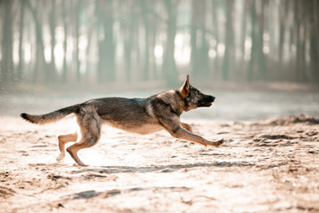 Beautiful German shepherd in the autumn forest