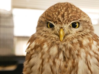 portrait of an owl