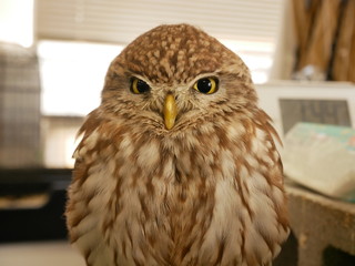 portrait of an owl