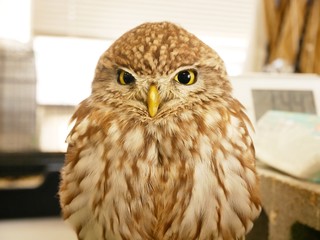 portrait of an owl