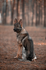 Beautiful German shepherd in the autumn forest