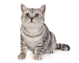 British Shorthair in studio