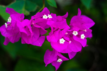 Obraz na płótnie Canvas Purple Flowers