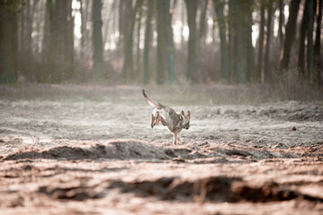 Beautiful German shepherd in the autumn forest