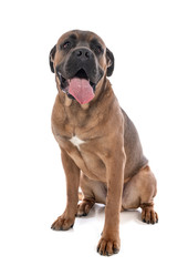 cane corso in studio