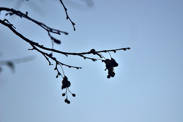 the branch with the seeds of lime trees on blue sky background