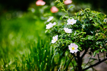 Beautiful spring briar twig (dog rose or rosehip), it can be used as a background. White bloom, buds, green leaves