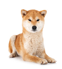 shiba inu in studio
