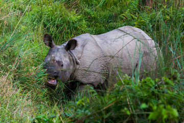 One horned rhino full body feeding grass
