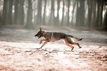 Beautiful German shepherd in the autumn forest