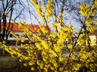 Zaubernuss