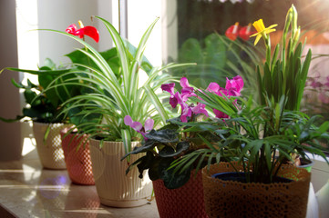Home gardening with red anthurium flower