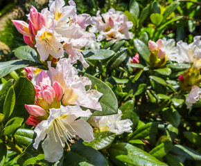 Opening of beautiful flower of Rhododendron 'Cunningham's White' in spring garden