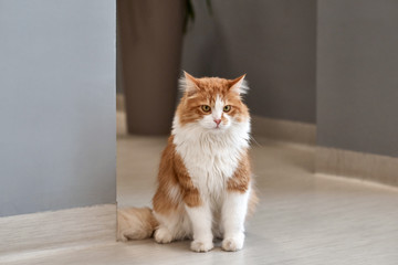 A brown-white cat relaxing in the living room