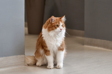 A brown-white cat relaxing in the living room