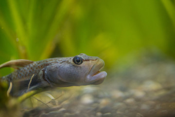 水槽の中の魚