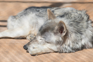 Fototapeta premium 動物園の狼