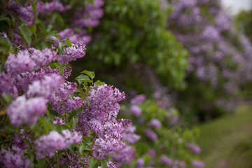 Beautiful landscape with lilac trees in blossom. Purple lilac bushes in the park