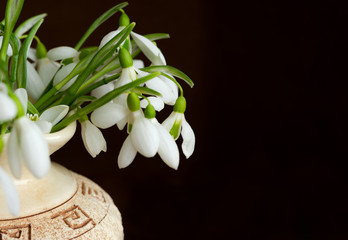 Snowdrops in a vase on a brown background; white snowdrops close-up