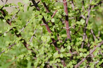 Naklejka premium beautiful mature speckboom plant