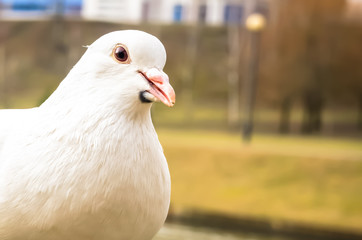 Portrait of a beautiful white dove on the background of a river in the city with copy space
