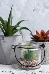 Succulents in various concrete and glass pots