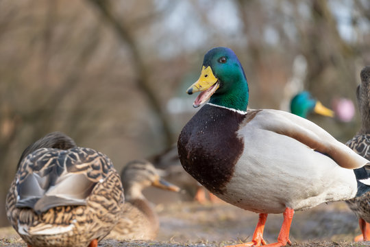 Beautiful duck with a green head with an open beak among other ducks close up