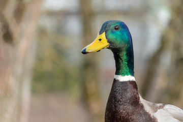 Beautiful duck with green head close up with copy space