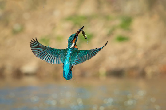 Kingfisher in flight with a fish in its beak flying towards its innkeeper