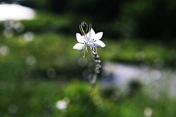 인천대공원에ㅐ핀꽃