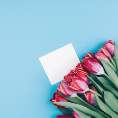 Red Tulips and a white postcard on a blue background. Beautiful background for international women's day