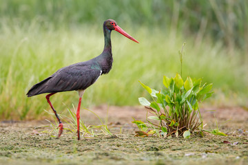 black stork © Jonas