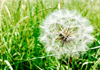 dandelion seed head on background of green grass