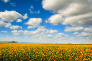 Obraz premium Landscape of the foothills of Altai. Fields of sunflowers extend to the horizon against a blue sky with clouds. Ecologically clean area.