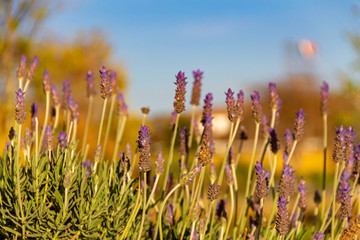 lavender fields of brihuega in full bloom