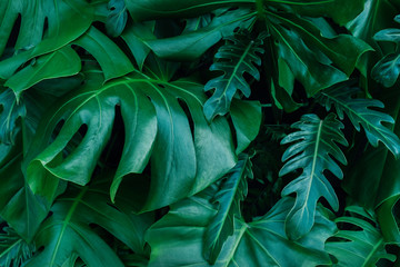 Naklejka na ściany i meble Monstera green leaves or Monstera Deliciosa in dark tones, background or green leafy tropical pine forest patterns for creative design elements. Philodendron monstera textures