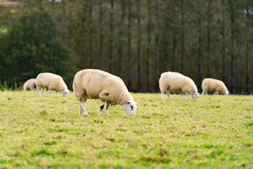 Field of white sheep in the highlands in Sky,Mountain range at sunset,Beautiful mountains landscape view,England , United of kingdom,UK