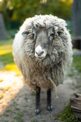Portrait of white sheep. Farm animal in garden