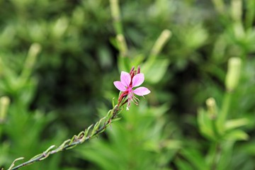 인천대공원에ㅐ핀꽃