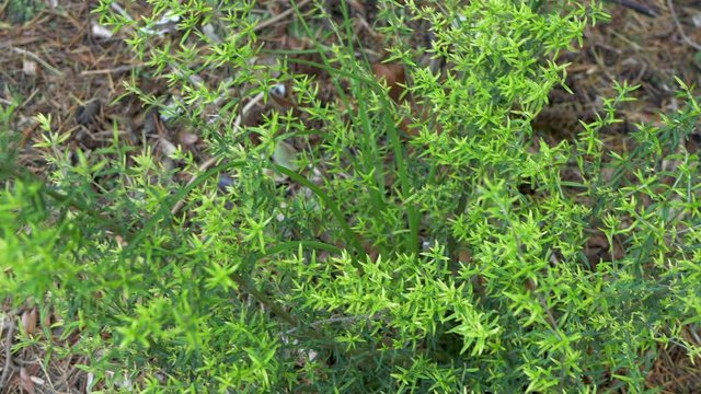 Mint Bush From Above, PAN RIGHT