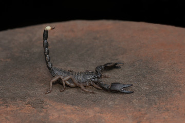 Scorpions, Heterometrus, Heterometrus xanthopus, Bapdev Ghat, Saswad, Maharashtra