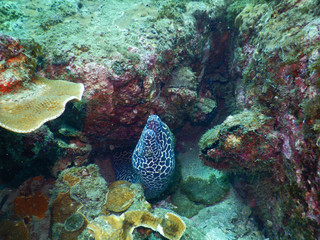 Fototapeta na wymiar Honeycomb Moray Eel