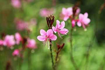 인천대공원에ㅐ핀꽃