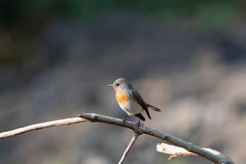 Red-throated flycatcher, Ficedula parva, Sinhgad, Pune, Maharashtra, India