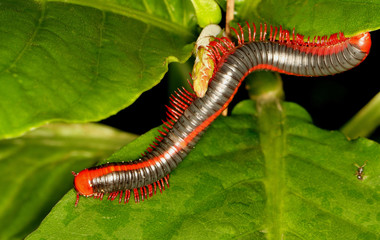 Red Spined Millipede, Xenobolus carnifex , Coorg, Karnataka, India